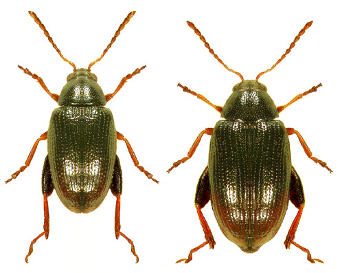 Psylliodes attenuatus